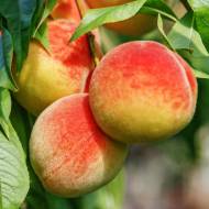 Садженец Персик Княжеское Золото в контейнере